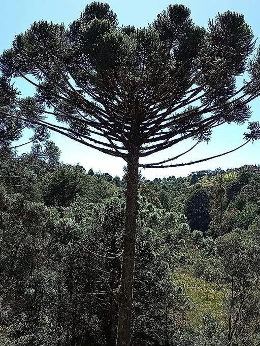 Morada Da Araucaria Villa Campos do Jordao 0*,